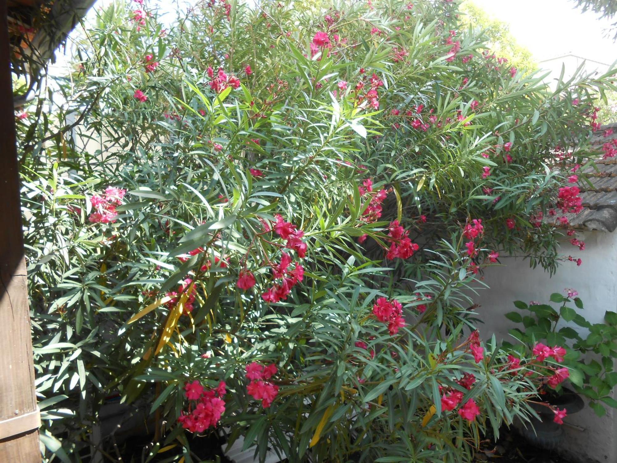 La Bigotière Avec Clim Et Jardin Arles